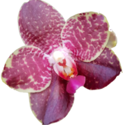 (c) Schwerter-orchideenzucht.de